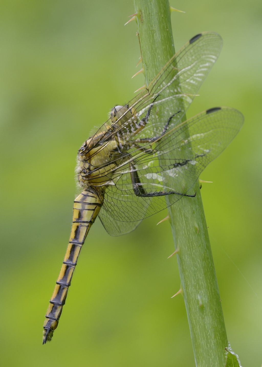 Orthetrum cancellatum